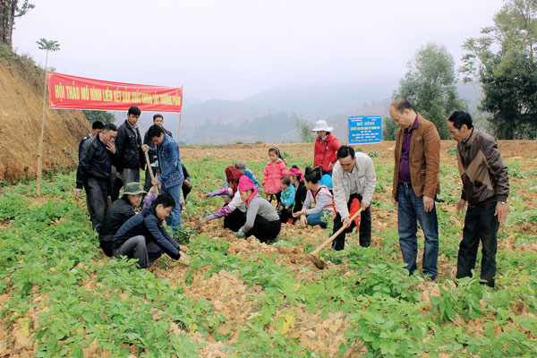 Liên kết sản xuất khoai tây Thương phẩm ở Thuận Châu Mô hình cần nhân rộng