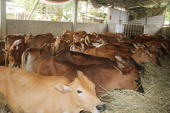 Khó khăn trong xây dựng các khu chăn nuôi bò thịt bò sinh sản tập trung