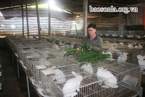 Làm giàu ở nông thôn Dùng 3 triệu nuôi thỏ bỏ túi 200 triệunăm