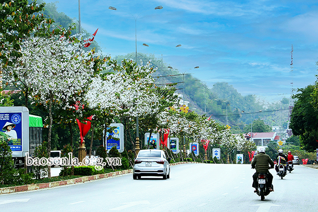 Hoa ban nở giữa lòng thành phố Sơn La -