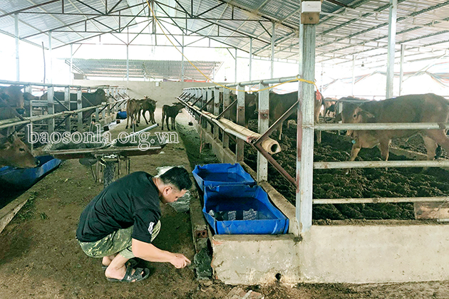Làm giàu tư mô hình nuôi bò lai nhốt chuồng ở Bình Phước  Kỹ Thuật Nông  Nghiệp