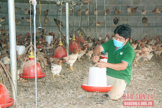 Hiệp Hòa Mô hình nuôi gà khép kín cho thu nhập cao  Chi tiết tin tức   Chuyên trang An toàn thực phẩm