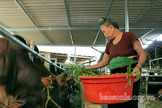 Hiệu quả nuôi bò thịt vỗ béo trên nền đệm lót sinh học  Báo Thái Bình điện  tử