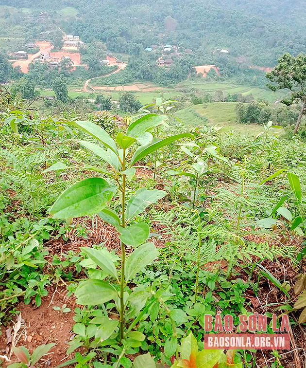 Bài viết chi tiết