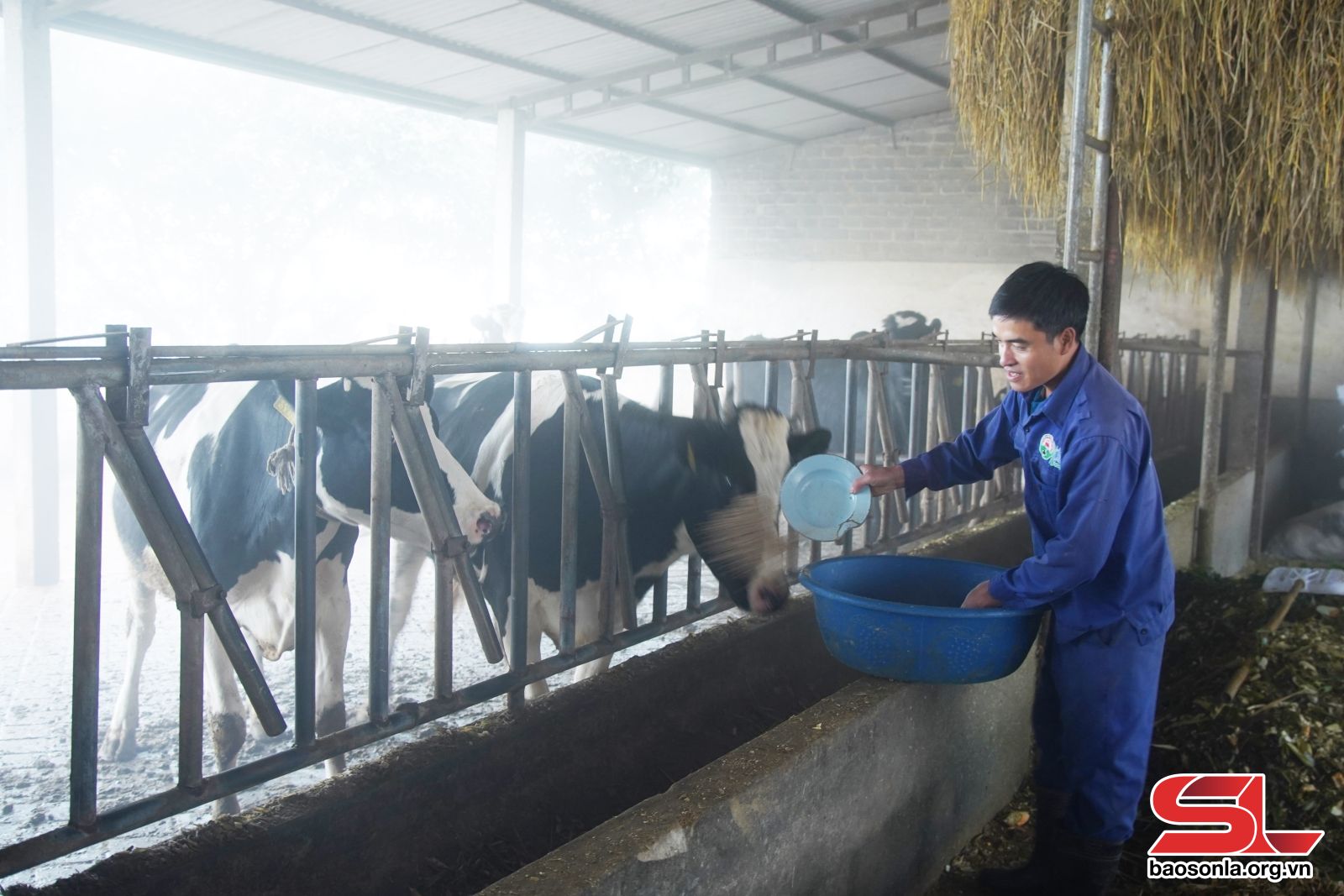 Chăn nuôi bò sữa tại Hà Nội Còn nhiều dư địa phát triển  Tạp chí Chăn nuôi  Việt Nam