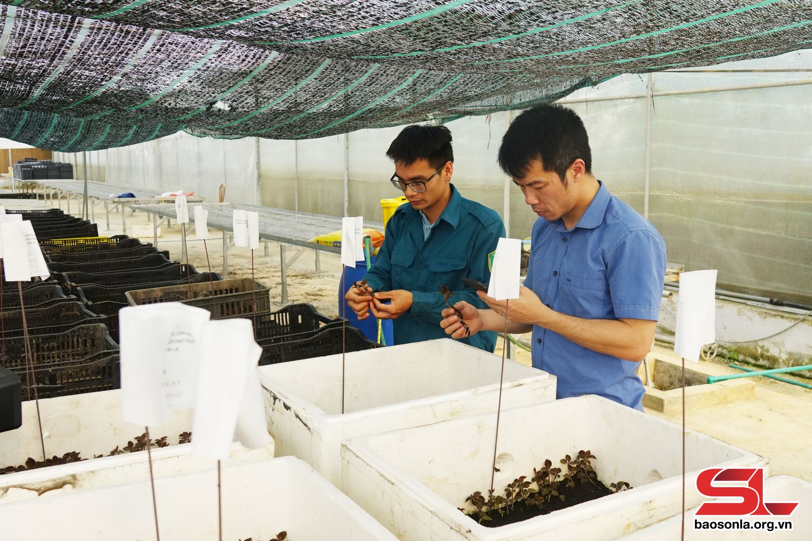 Lan Kim Tuyến Lan gấm một dược liệu quý hiếm của Việt Nam