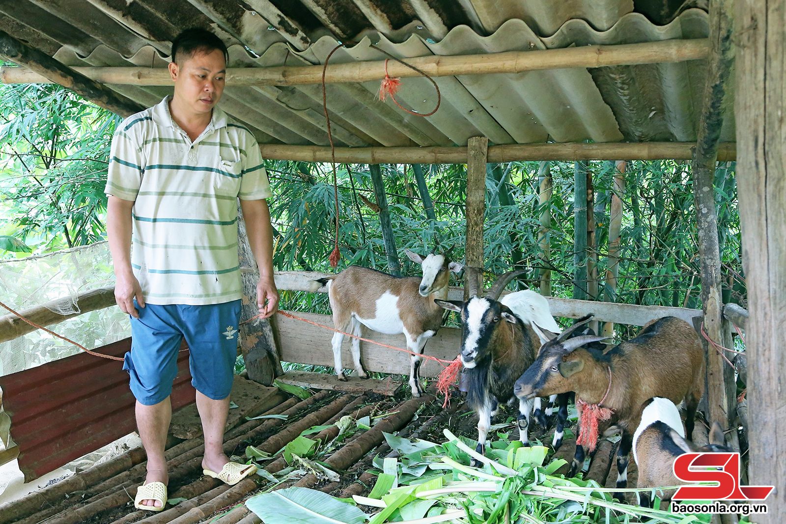 Nông dân huyện biên giới Hồng Ngự có thêm thu nhập từ nghề nuôi dê thịt   Kinh nghiệm làm ăn  Báo ảnh Dân tộc và Miền núi
