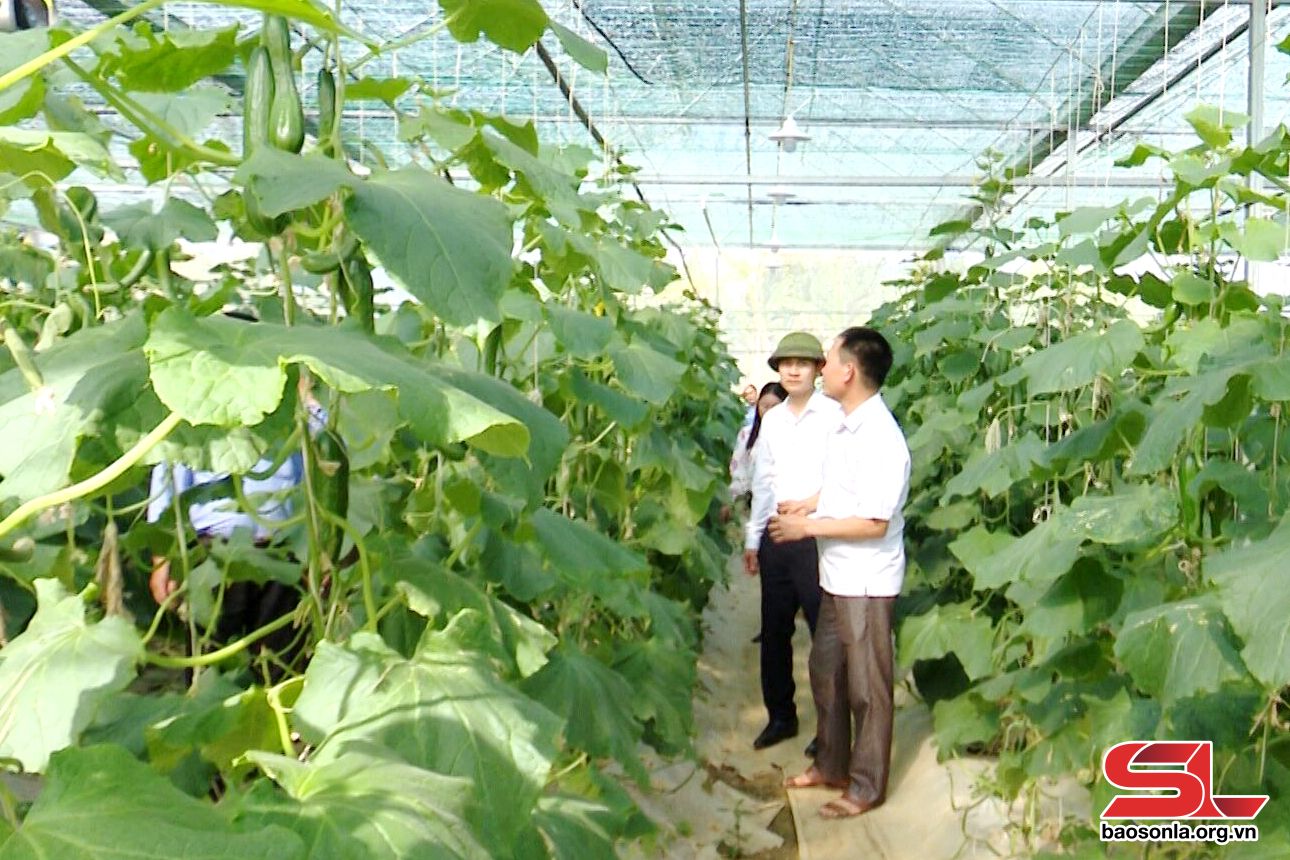 Nông nghiệp ứng dụng công nghệ cao ở Phù Yên