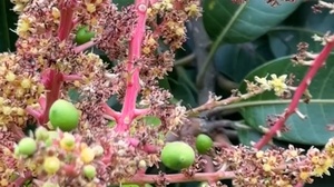 Ngút ngàn hoa xoài trên vùng đất Yên Châu 