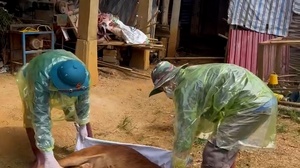 Tiêu hủy gia súc mắc bệnh viêm da nổi cục
