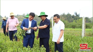 Đồng chí Phó Bí thư Thường trực Tỉnh ủy thăm, nắm tình hình hoạt động sản xuất một số HTX, doanh nghiệp trên địa bàn huyện Mộc Châu