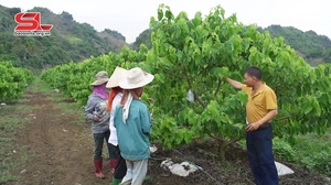 Mai Sơn phát huy vai trò kinh tế tập thể trong sản xuất nông nghiệp