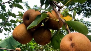  Mùa quả mắc coọc ở Mường Chanh