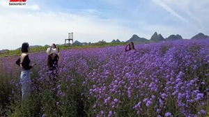 Lỏi Tươi Farm - cánh đồng hoa trên cao nguyên