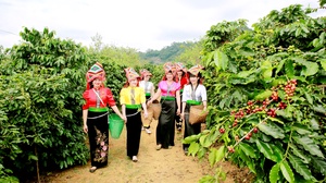 Cà phê Sơn La đạt giá thu mua cao