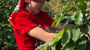 Sôi nổi và rộn ràng tại vườn cà phê Chiềng An