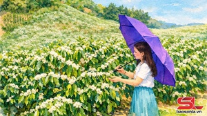 Truyện Podcast: Hoa cà phê thanh khiết
