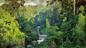 Truyện podcast: Nghiệp rừng