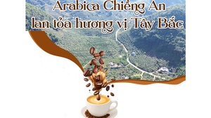 Arabica Chiềng An lan tỏa hương vị Tây Bắc
