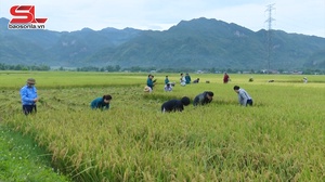 Phù Yên thu hoạch lúa mùa
