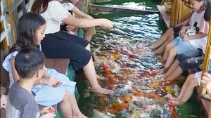 Trải nghiệm thú vị với cá massage chân trên lòng hồ Quỳnh Nhai