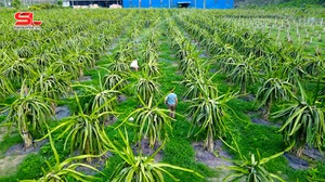 Hành trình phát triển cây ăn quả trên đất dốc ở Sơn La