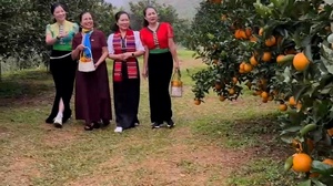Trải nghiệm vườn cam Mường Cơi