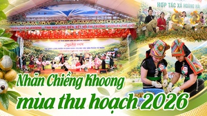 Nhãn Chiềng Khoong mùa thu hoạch 2026