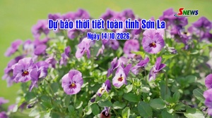 Dự báo thời tiết toàn tỉnh Sơn La ngày 14/10/2026
