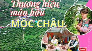 Thương hiệu mận hậu Mộc Châu