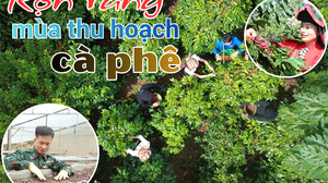 Rộn ràng mùa thu hoạch cà phê