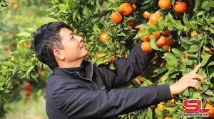 “Tư duy hàng hóa” bén rễ trên những nương đồi