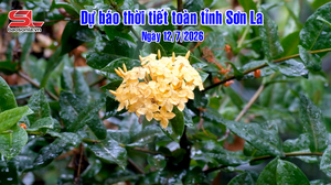 Dự báo thời tiết toàn tỉnh Sơn La ngày 12/7/2026