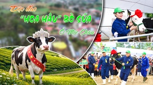 Độc đáo "Hoa hậu" bò sữa ở Mộc Châu