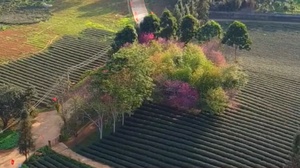 Nông dân xã Bình Thuận chuẩn bị vụ chè xuân