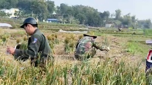 Nông dân Yên Châu tất bật thu hoạch tỏi vụ đông