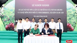 Mận hậu Sơn La lên máy bay, vào hệ thống bán lẻ toàn quốc