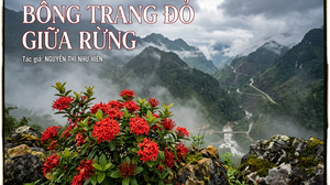 Bông trang đỏ giữa rừng