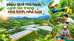 Hiệu quả mô hình canh tác trong nhà kính, nhà lưới