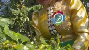 Thi hái quả cà phê