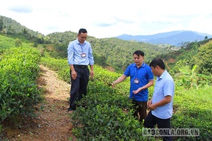 Phổng Lập chuyển đổi sản xuất theo hướng hàng hóa