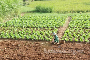 Chiềng Pằn vào vụ Đông