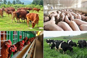Những nỗ lực vượt khó của ngành nông nghiệp trong đại dịch Covid-19
