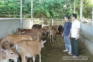 Phù Yên chủ động phòng, chống rét cho gia súc