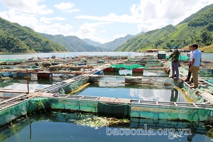 Phát triển các mô hình nông, lâm, thủy sản ở Liệp Tè