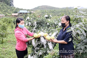 Chuyển dịch cơ cấu kinh tế nâng cao thu nhập cho người dân