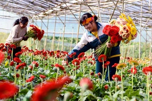 Tập trung phục hồi sản xuất nông nghiệp
