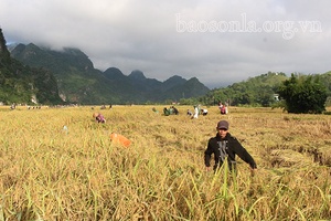 Quỳnh Nhai khẩn trương thu hoạch lúa mùa