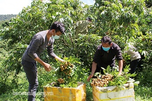 Nhiều chính sách ưu đãi và hỗ trợ HTX đầu tư vào nông nghiệp