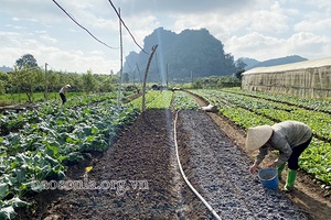 Nông dân Thành phố trồng cây vụ đông